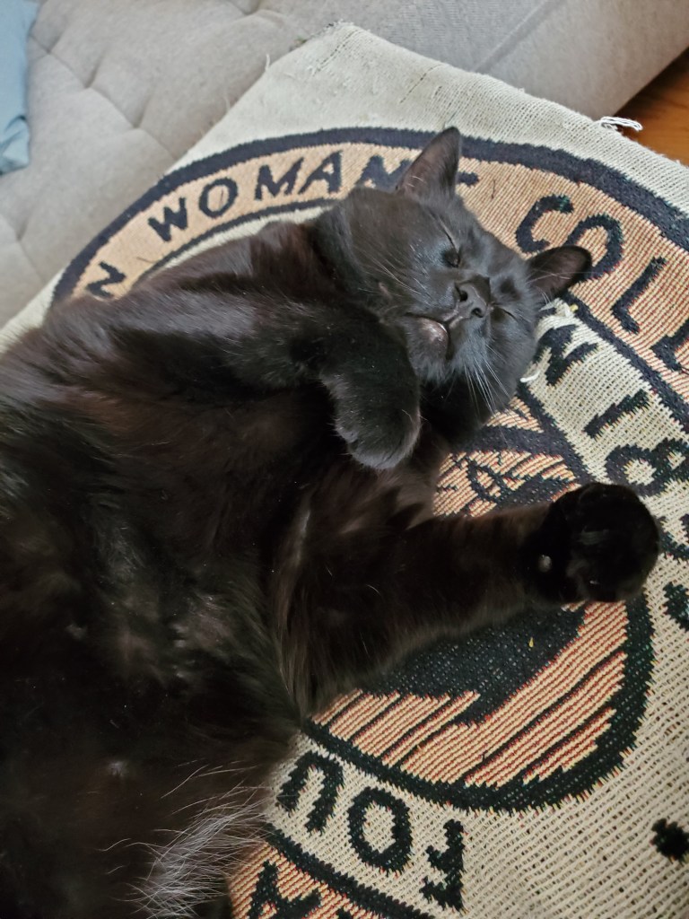 Photo of my black cat named Onyx sleeping on her favorite blanket